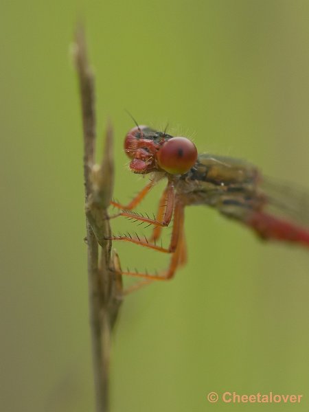 _DSC9987.JPG - Vlasrootvennen