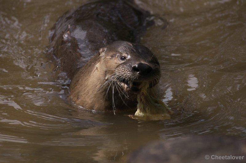 _DSC6740.JPG - Europese Otter