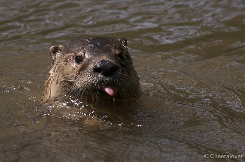 _DSC6742.JPG - Europese Otter