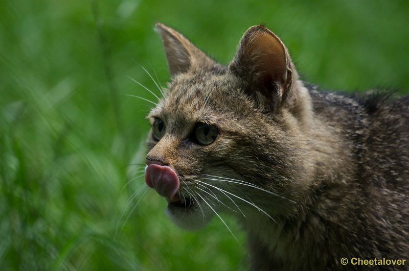 _DSC6781.JPG - Wilde Kat