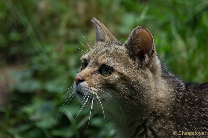 _DSC6785.JPG - Wilde Kat