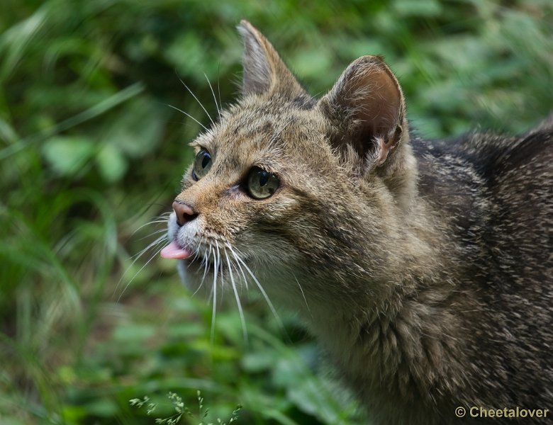 _DSC6786.JPG - Wilde Kat