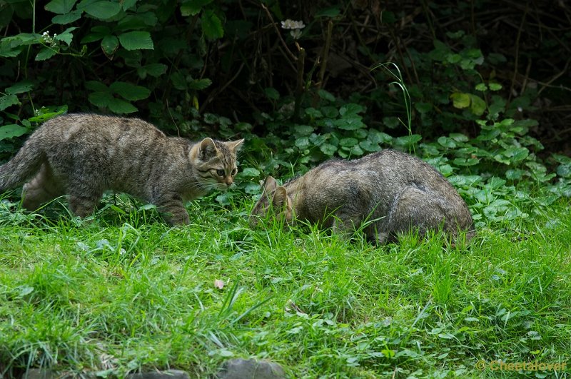 _DSC6790.JPG - Wilde Kat