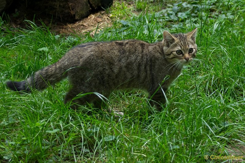 _DSC6801.JPG - Wilde Kat