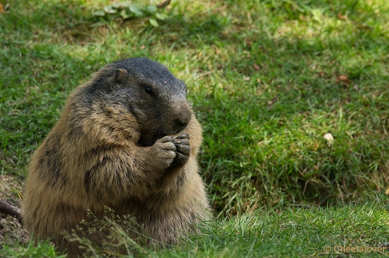 _DSC6848.JPG - Marmot