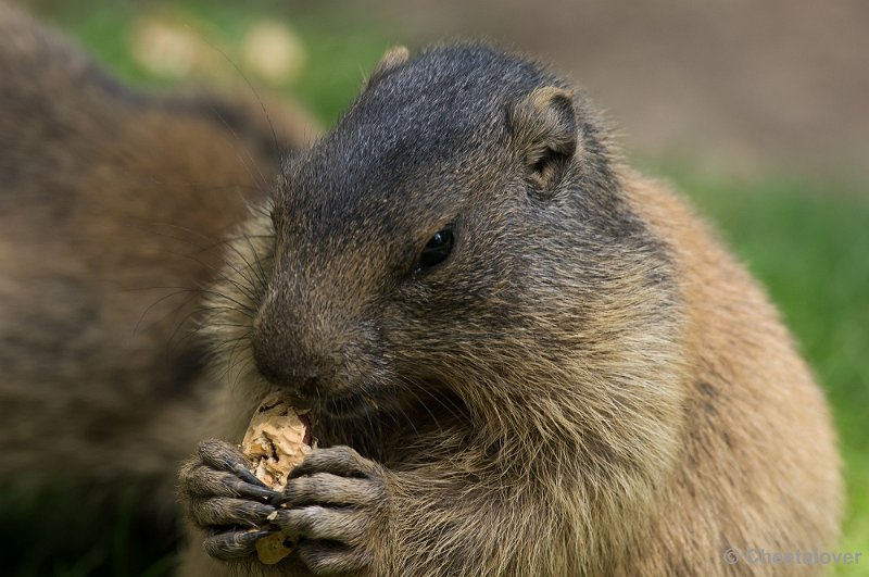 _DSC6855.JPG - Marmot