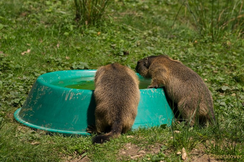 _DSC6858.JPG - Marmot