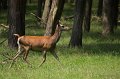 _DSC6825