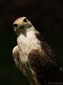 _DSC6902