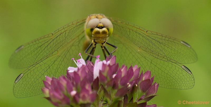 _DSC7885.JPG - Heidelibel
