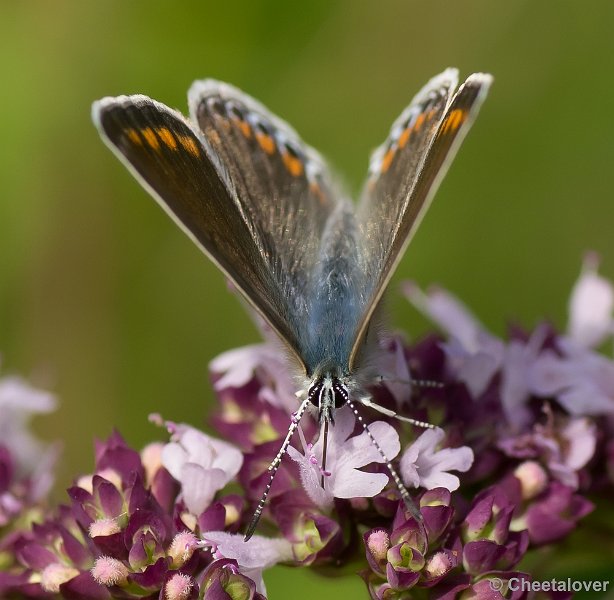 _DSC7965.JPG - Icarus Blauwtje