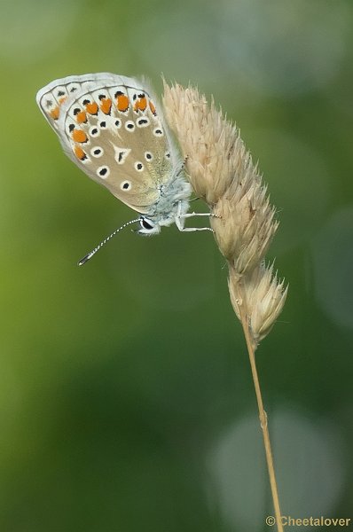 _DSC8012.JPG - Icarusblauwtje