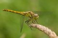 _DSC7924