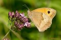 _DSC7940