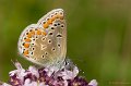 _DSC7961