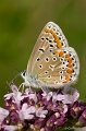 _DSC7962