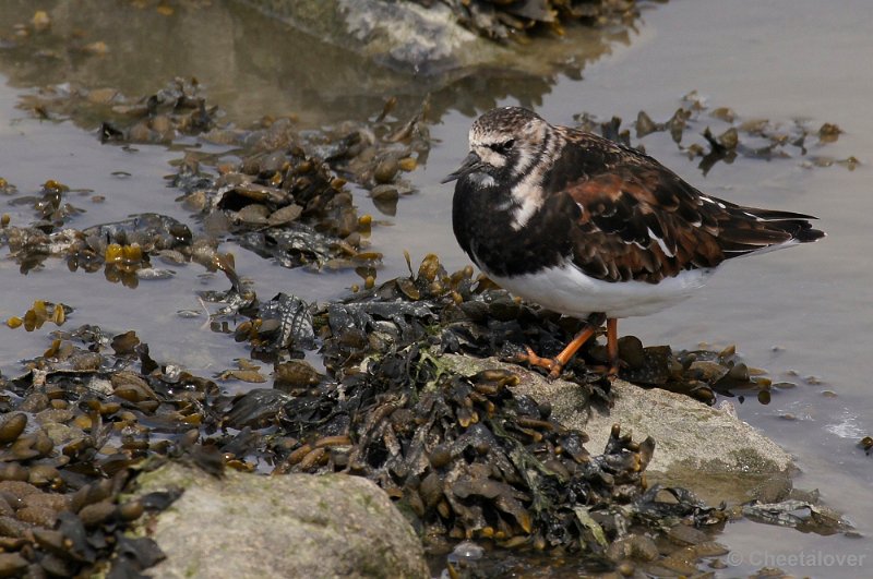 _DSC3233kopie.JPG - Breskens, Zeehonden en Vogels