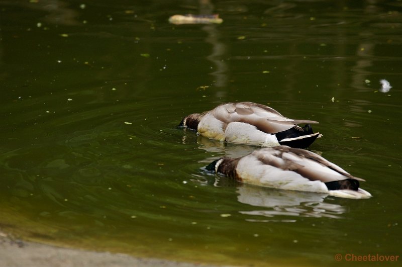 _DSC3951-2.JPG - Weet je 't zeker dat je 't hier weggelegd hebt?