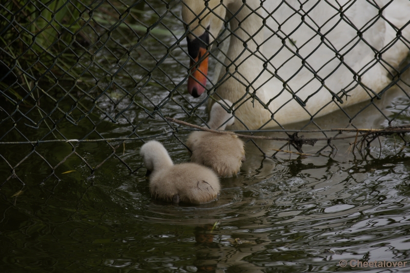 _DSC4189.JPG - Jonge Zwaantjes