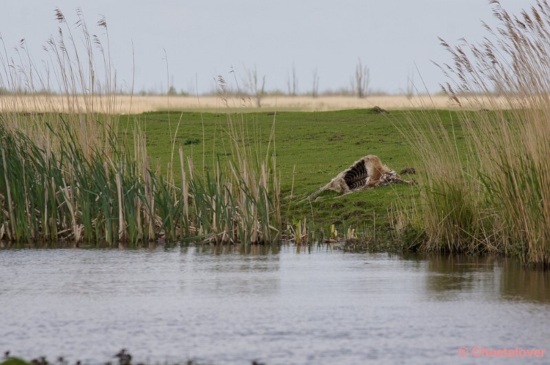 _DSC4278-2.JPG - Oostvaardersplassen