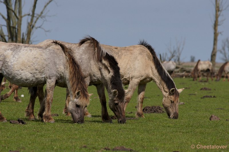 _DSC4320-2.JPG - Oostvaardersplassen