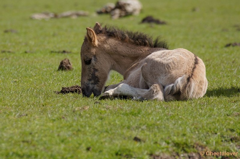 _DSC4326-2.JPG - Oostvaardersplassen