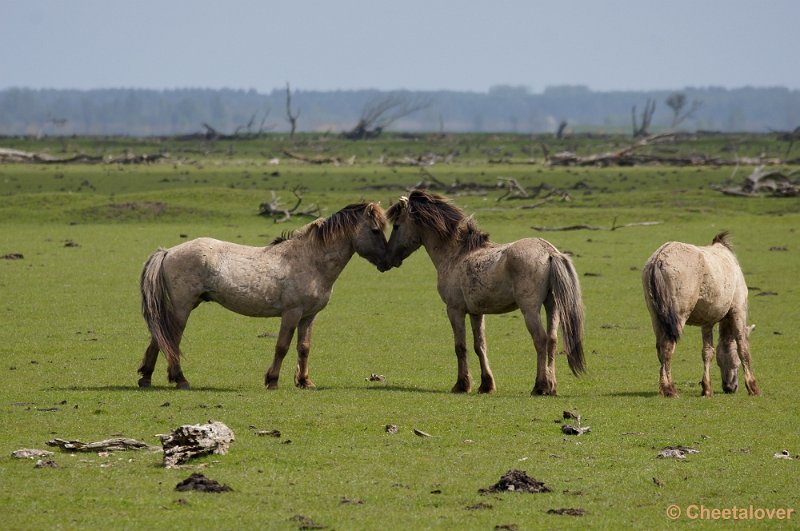 _DSC4347-2.JPG - Oostvaardersplassen