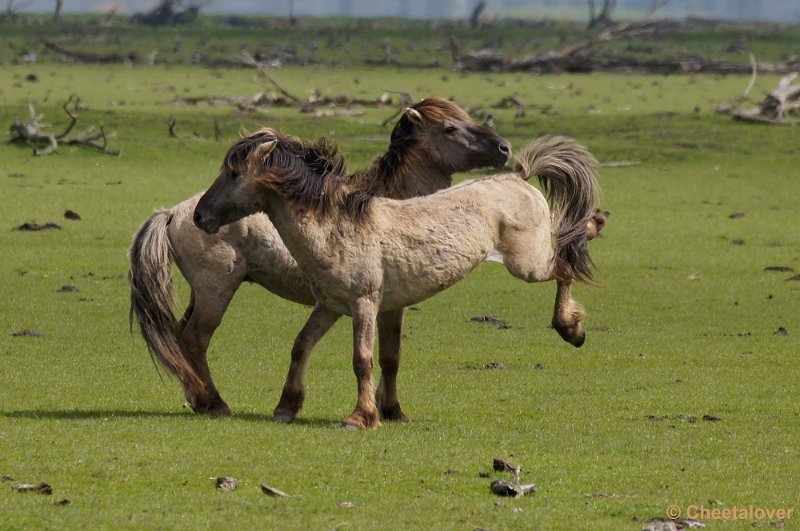 _DSC4349-2.JPG - Oostvaardersplassen