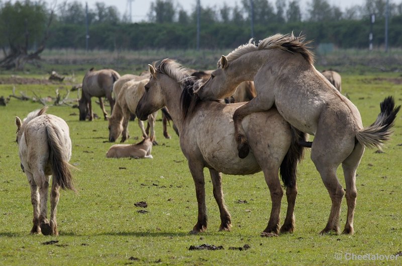 _DSC4410-2.JPG - Oostvaardersplassen