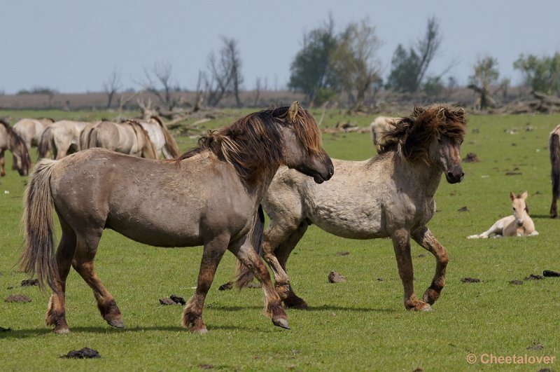_DSC4423-2.JPG - Oostvaardersplassen