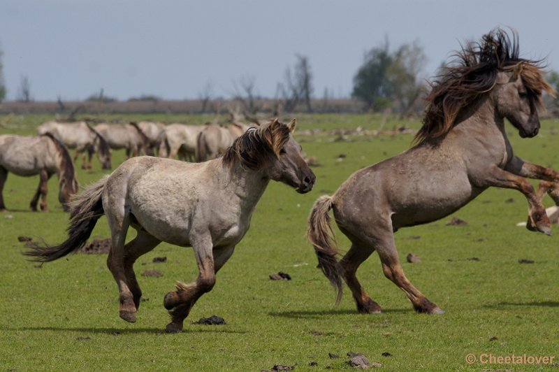 _DSC4425-2.JPG - Oostvaardersplassen