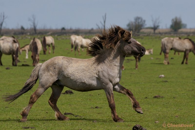 _DSC4428-2.JPG - Oostvaardersplassen