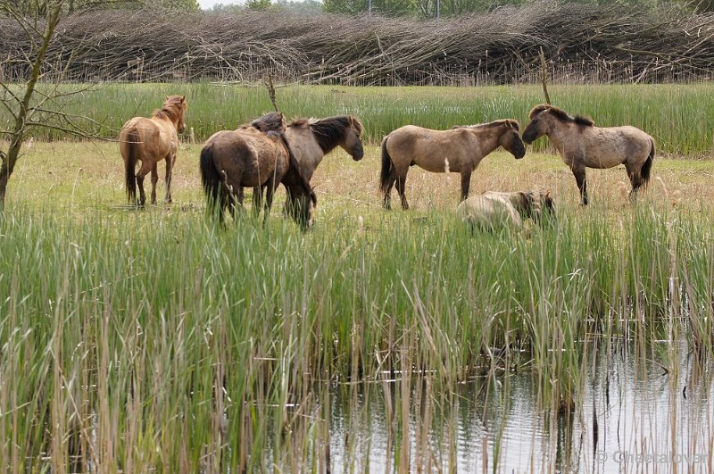 _DSC4576-2.JPG - Oostvaardersplassen