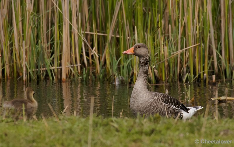 _DSC4703-2.JPG - Oostvaardersplassen