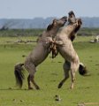 Oostvaardersplassen