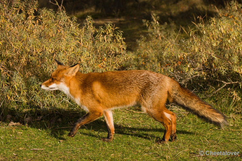 sized__DSC4423.JPG - Vos