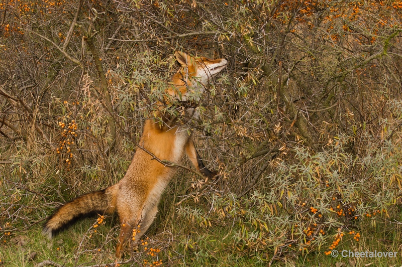 sized__DSC4443.JPG - Vos