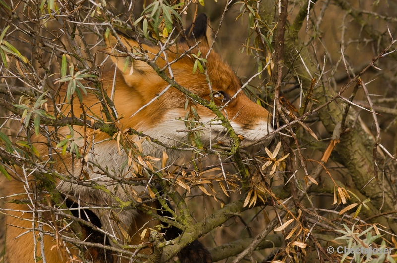 sized__DSC4451.JPG - Vos