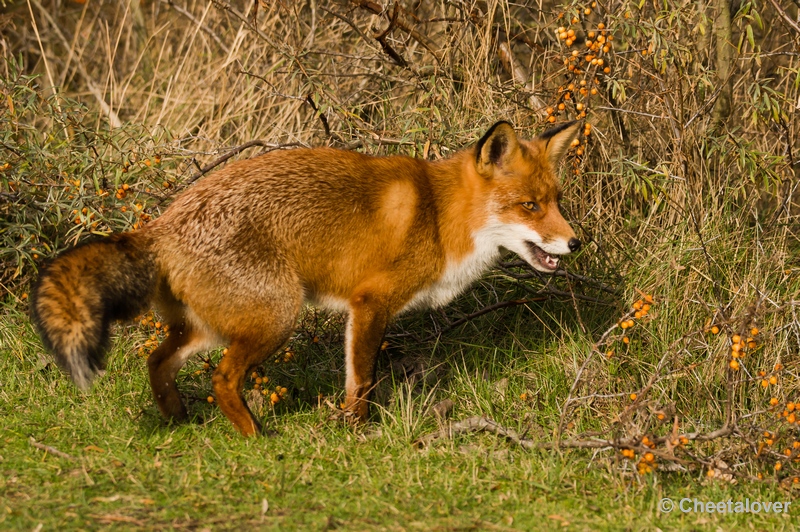 sized__DSC4466.JPG - Vos