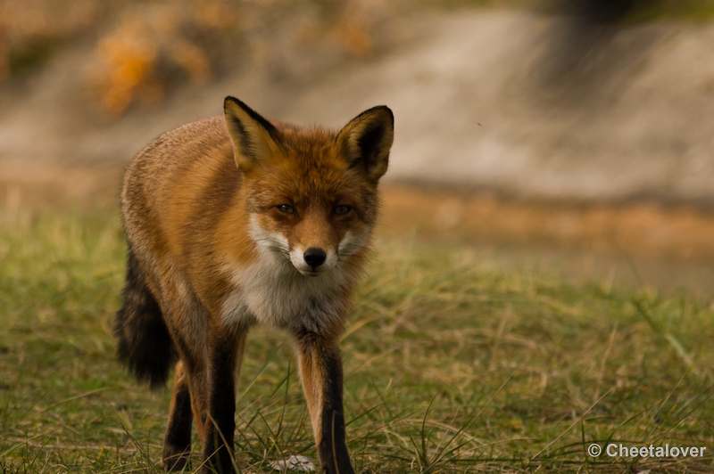 sized__DSC4509.JPG - Vos