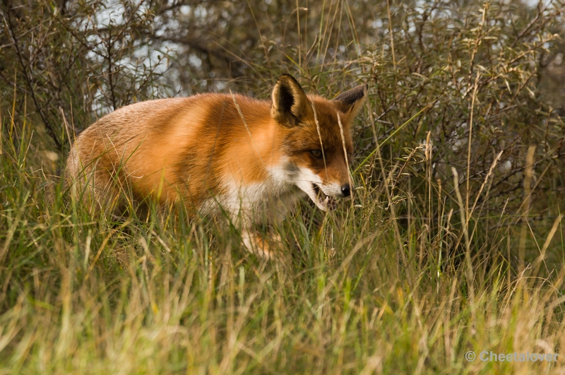sized__DSC4510.JPG - Vos