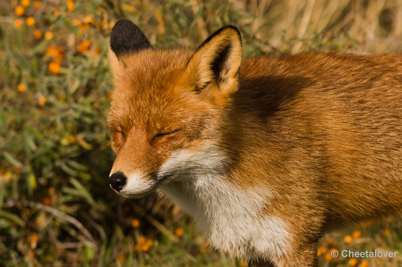 sized__DSC4520.JPG - Vos