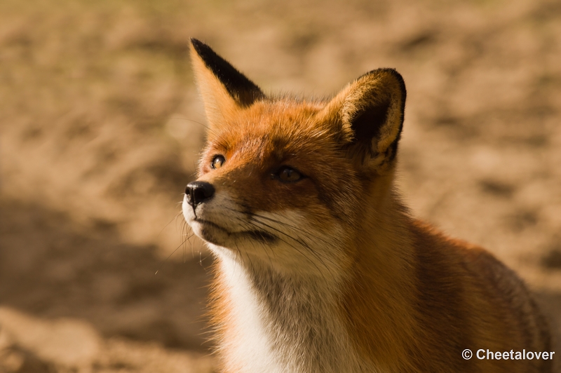sized__DSC4523.JPG - Vos