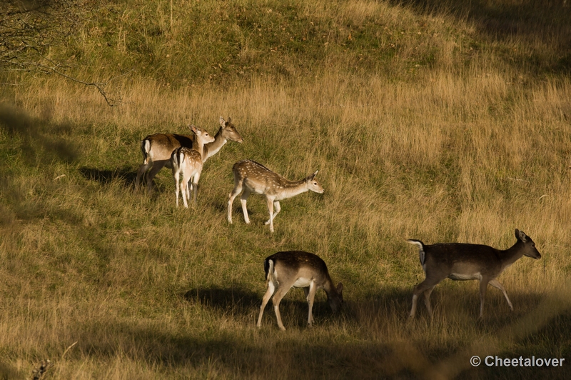 sized__DSC4588.JPG - Damhert