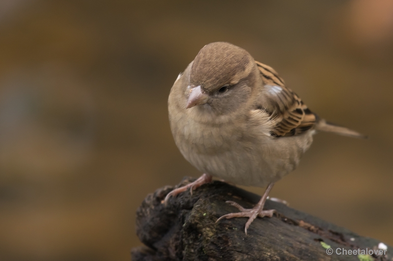 _DSC3382.JPG - Dierenrijk