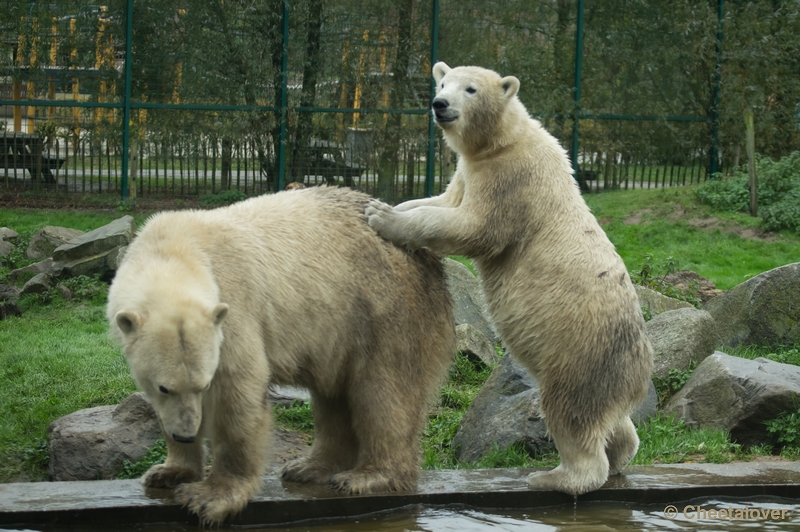 _DSC3523.JPG - Dierenrijk