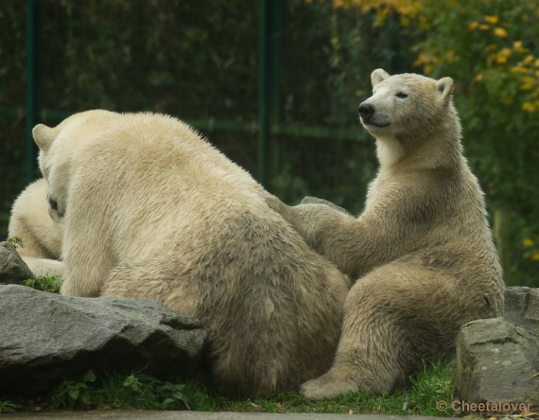 _DSC3545.JPG - Dierenrijk