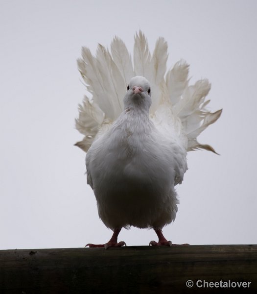_DSC3582.JPG - Dierenrijk