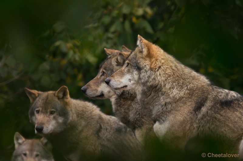 _DSC3587.JPG - Dierenrijk