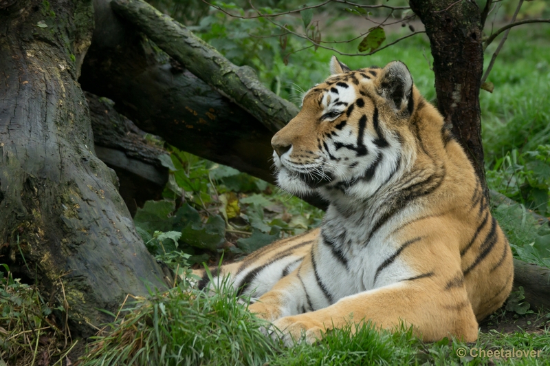 _DSC3650.JPG - Dierenrijk